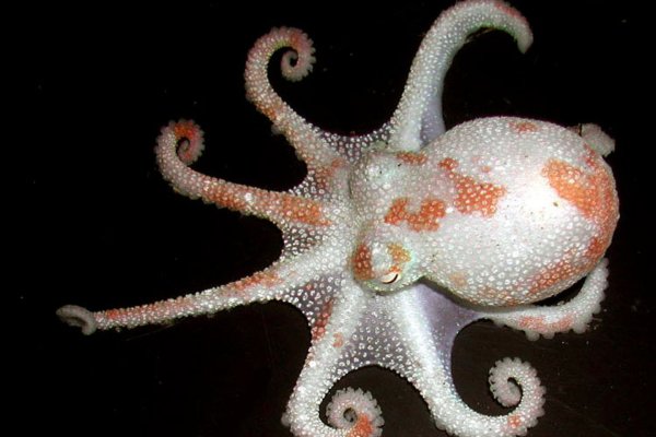 Kraken в россии