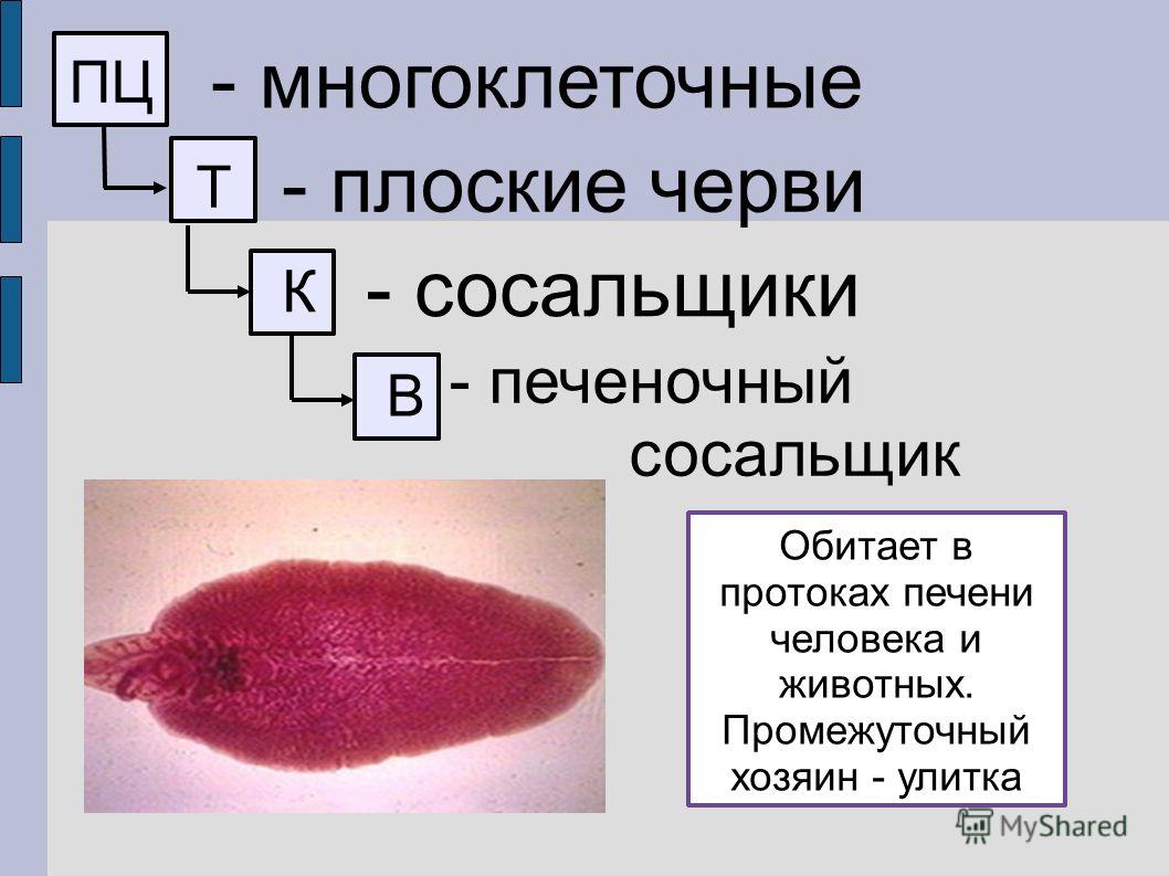 Как зайти на гидру через тор браузер