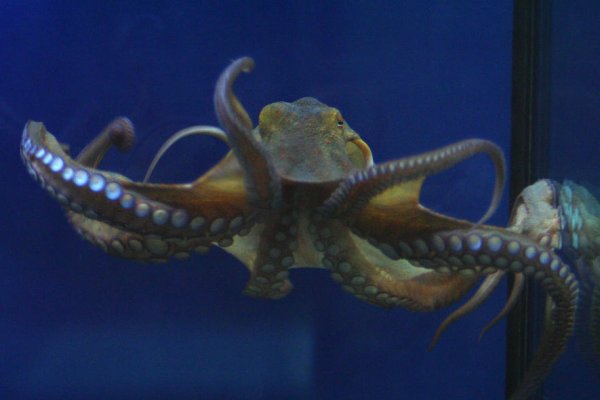 Kraken вход kraken torion