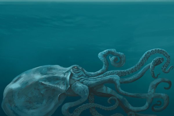 Kraken 24 at
