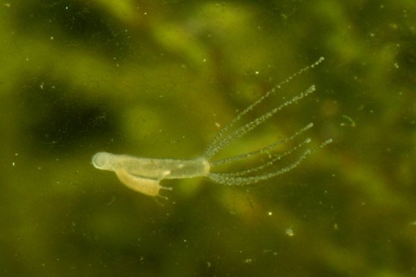 Кракен магазин krakens13 at